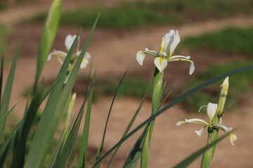 Obraz premium White flowers of Iris halophila in summer garden