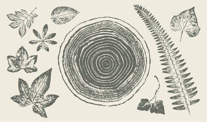 Trendy tree rings ivy vines and leaves for logo or decorations. Hand drawn line elegant leaves for invitation card. Botanical rustic trendy vector art. 