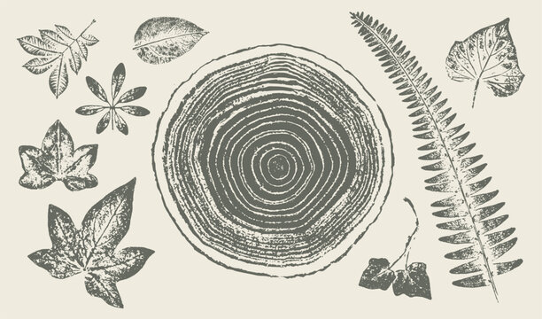 Trendy tree rings ivy vines and leaves for logo or decorations. Hand drawn line elegant leaves for invitation card. Botanical rustic trendy vector art. 