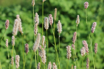 Flowering Common bistort (Bistorta officinalis, syn. Persicaria bistorta) plants in summer garden