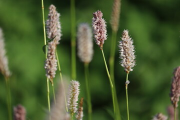 Flowering Common bistort (Bistorta officinalis, syn. Persicaria bistorta) plants in summer garden