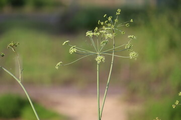 Flowers of Horse Caraway (Laser trilobum) plant in summer garden