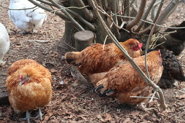 Hens and chicken eating
