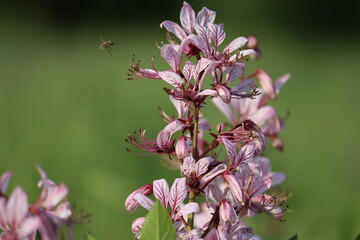Pink flowers of burning bush (Dictamnus albus) plant in summer garden