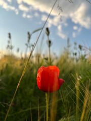 red poppy in the field