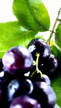 Close-up of fresh java plums with water droplets resting on vibrant green leaves against a clean white backdrop, showcasing their natural beauty
