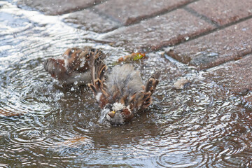 Sparrows swim in a puddle in the midday heat. Birds