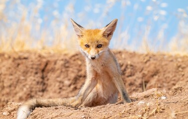  Red Fox (Vulpes vulpes) is a common species in Turkey. They usually make their nests in tunnels...