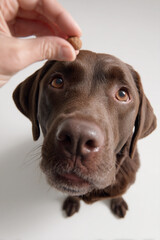 Chocolate Labrador eagerly awaits a treat.