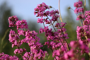 Pink flowers of sticky catchfly (Viscaria vulgaris) plant in summer garden
