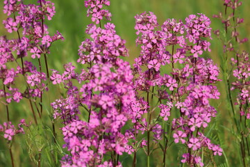 Obraz premium Pink flowers of sticky catchfly (Viscaria vulgaris) plant in summer garden