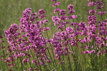 Obraz premium Pink flowers of sticky catchfly (Viscaria vulgaris) plant in summer garden