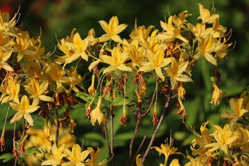 Flowering Yellow Azalea (Rhododendron luteum) in garden
