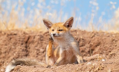  Red Fox (Vulpes vulpes) is a common species in Turkey. They usually make their nests in tunnels they dig in the soil or in rocks. I taked This  images are in Diyarbakır Tigris Valley.