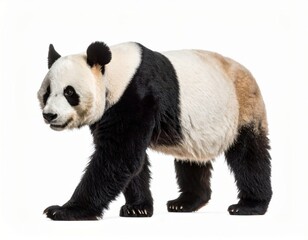 Naklejka premium Cute playful panda bear over white background