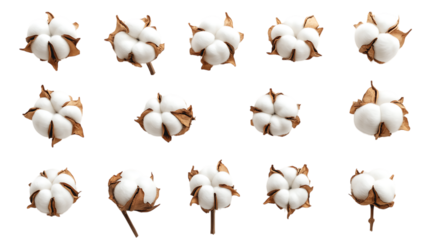 fluffy natural cotton blossoms - soft texture elements isolated on transparent background