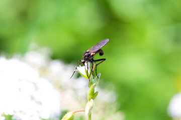 Empis tessellata on a flower