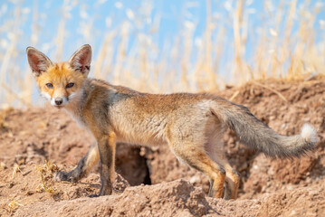  Red Fox (Vulpes vulpes) is a common species in Turkey. They usually make their nests in tunnels...