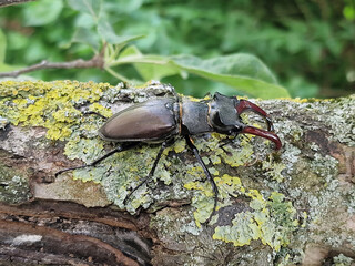 European stag beetle, Lucanus cervus