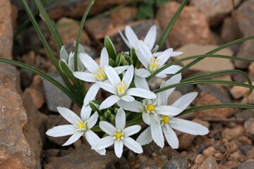 Close up of white flowers of Ornithogalum umbellatum, commonly known as Star of Bethlehem, met in...