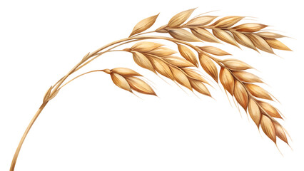 golden wheat cereal germ or oat stalk - natural grain plant isolated on transparent background