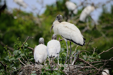 Adult wood stork on the nest in habitat with baby chicks. 