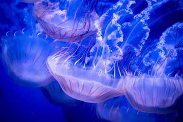 Luminescent Jellyfish in Deep Sea Water © Michal