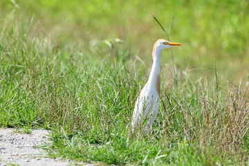 Cattle egret white and light brown in habitat. 