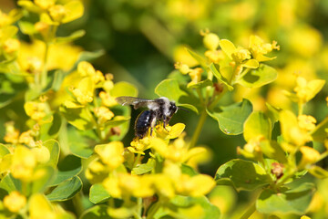 Ashy mining bee, Andrena cineraria