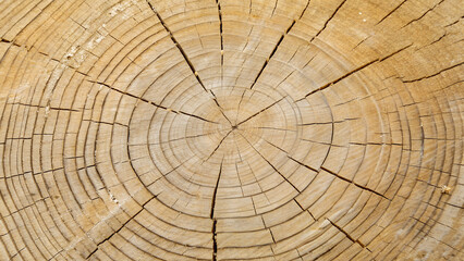 Naklejka premium Cross section of a tree trunk showing its growth rings