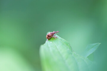 Weevil of the species Anthonomus rectirostris