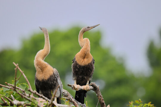 Pair of anhinga roosting on nest in habitat. 