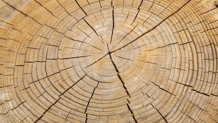 Fototapeta premium Cross section of a tree trunk showing annual growth rings and cracks
