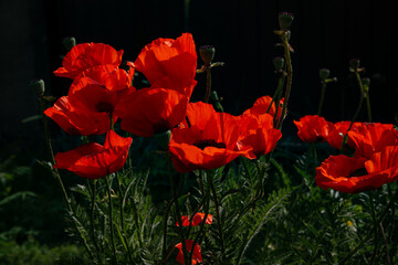 Saturated red poppy flowers in the sunset light. Floral texture. Planting ornamental flowers in the garden. Shaggy poppy heads, carved leaves. Dark background.