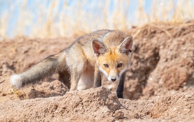  Red Fox (Vulpes vulpes) is a common species in Turkey. They usually make their nests in tunnels they dig in the soil or in rocks. I taked This  images are in Diyarbakır Tigris Valley.