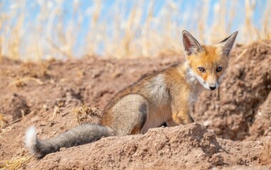  Red Fox (Vulpes vulpes) is a common species in Turkey. They usually make their nests in tunnels they dig in the soil or in rocks. I taked This  images are in Diyarbakır Tigris Valley.