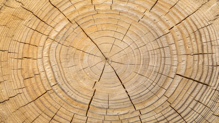 Fototapeta premium Close up of tree rings showing growth pattern and wood grain