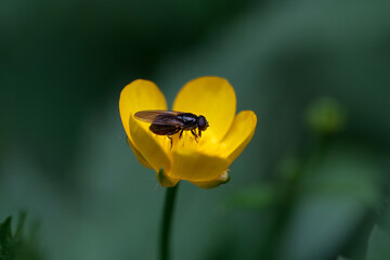 Hoverfly of the species Cheilosia impressa on a yellow flower