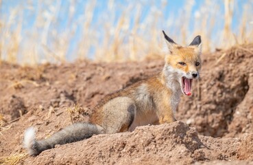  Red Fox (Vulpes vulpes) is a common species in Turkey. They usually make their nests in tunnels...