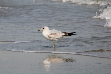 Seagull at Myrtle Beach, SC