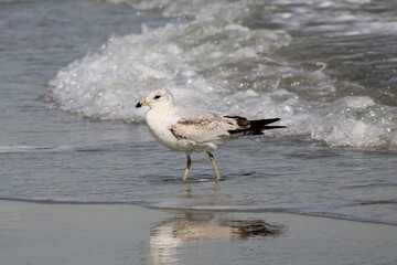 Seagull at Myrtle Beach, SC