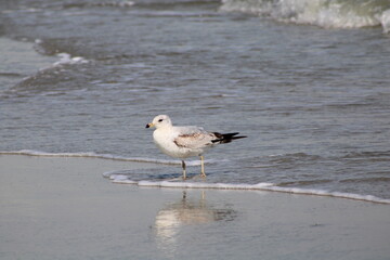 Seagull at Myrtle Beach, SC