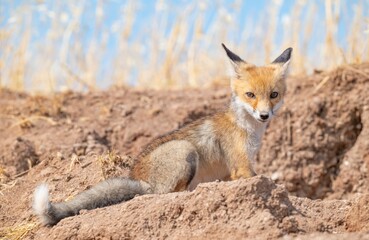  Red Fox (Vulpes vulpes) is a common species in Turkey. They usually make their nests in tunnels they dig in the soil or in rocks. I taked This  images are in Diyarbakır Tigris Valley.
