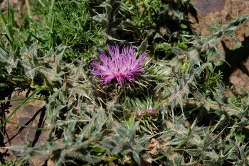Close up of purple flower of Onopordum acaulon, stemless thistle, is a spiny weed, met in Morocco, Atlas Mountains