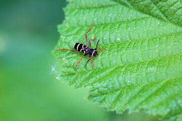 Wasp mimicking longhorn beetle, Clytus arietis, on a leaf