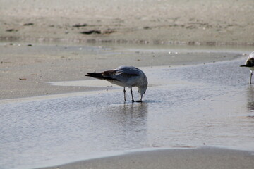 Seagull at Myrtle Beach, SC