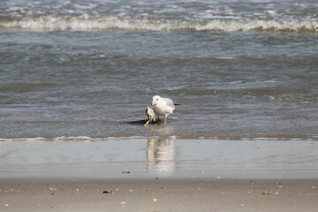 Seagull at Myrtle Beach, SC
