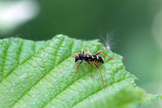 Wasp mimicking longhorn beetle, Clytus arietis, on a leaf