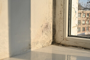Golden sunlight highlights mold networks mapping their conquest of window areas. black mold of...