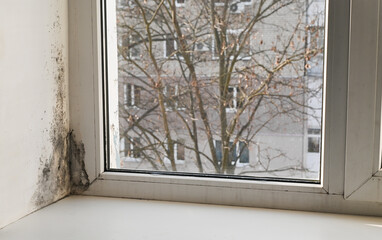 Black mold spores spread across foggy window surface, creating feathery organic patterns. Toxic...